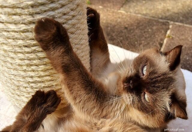 Matatabi Sticks for Cats: Safe, Potent Treats That Spark Joy & Playfulness