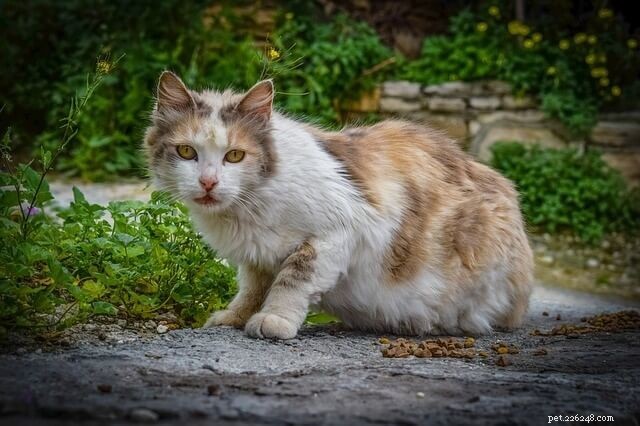 Top Canned Diets to Support Hyperthyroid Cats – Trusted Picks for Better Health