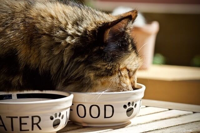Top 5 Cat Foods That Effectively Reduce Hairballs