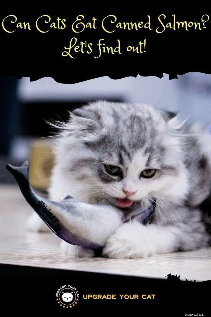 Is Canned Salmon Safe for Cats? Expert Guide to Feeding Fish to Your Feline