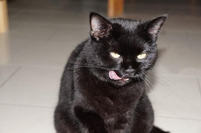 Can Cats Safely Eat Blueberries? Allergies and Nutrition Explained