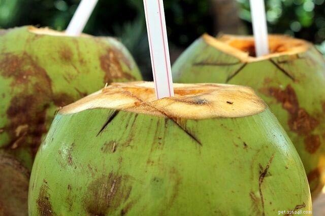 Why Coconut Milk Is Harmful to Cats: A Clear Explanation