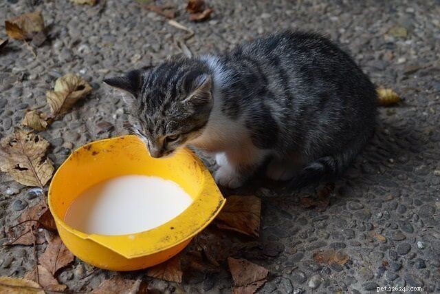 Why Coconut Milk Is Harmful to Cats: A Clear Explanation