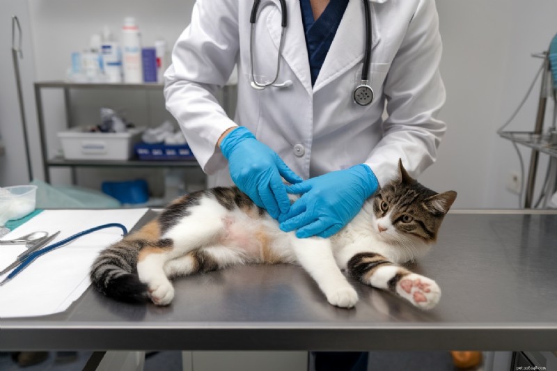The Truth About Declawing: Essential Vet Insights Every Cat Owner Should Know
