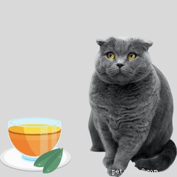 Mugwort for Cats: Safety, Benefits, and Potential Side Effects
