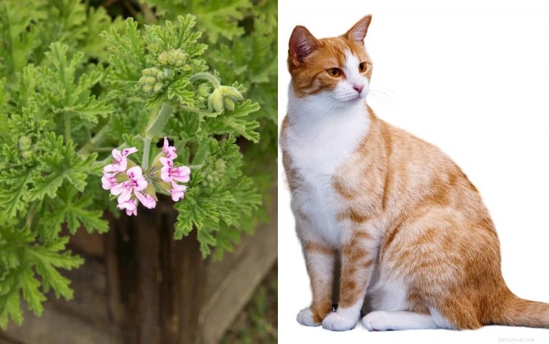 Citronella and Cats: 9 Risks Explained