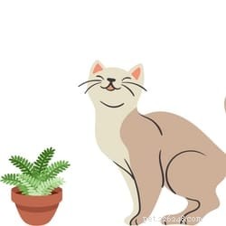 Citronella and Cats: 9 Risks Explained