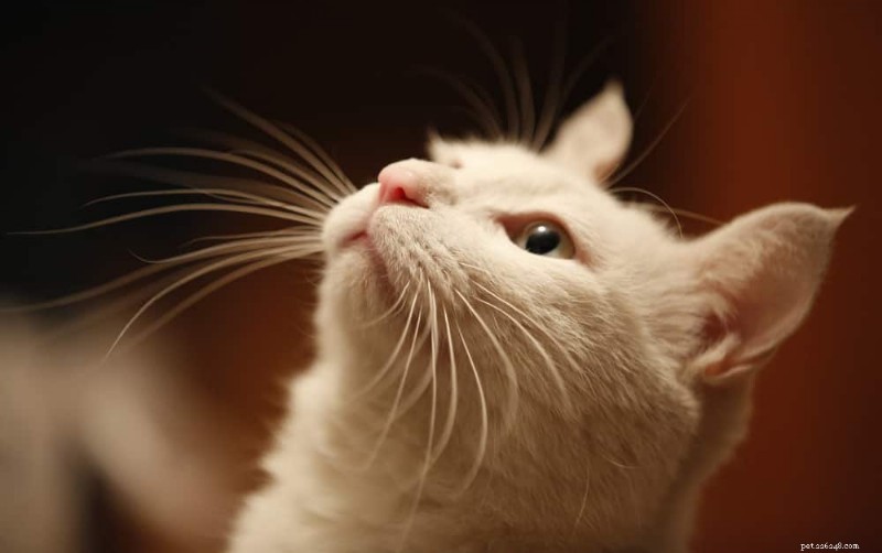 Can Cats Develop Cherry Eye? Causes, Symptoms & Prevention