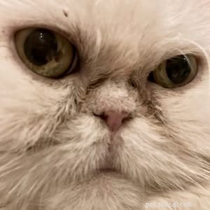 Can Cats Develop Cherry Eye? Causes, Symptoms & Prevention
