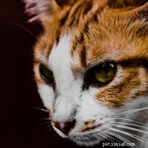 Can Cats Develop Cherry Eye? Causes, Symptoms & Prevention