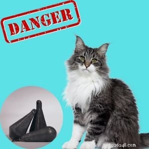 Could Your Cat Contract Lead Poisoning? Recognize Symptoms & Prevention