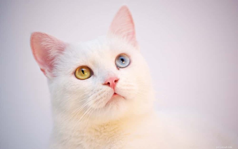 Understanding Cat Hiccups: Causes & 5 Effective Treatments