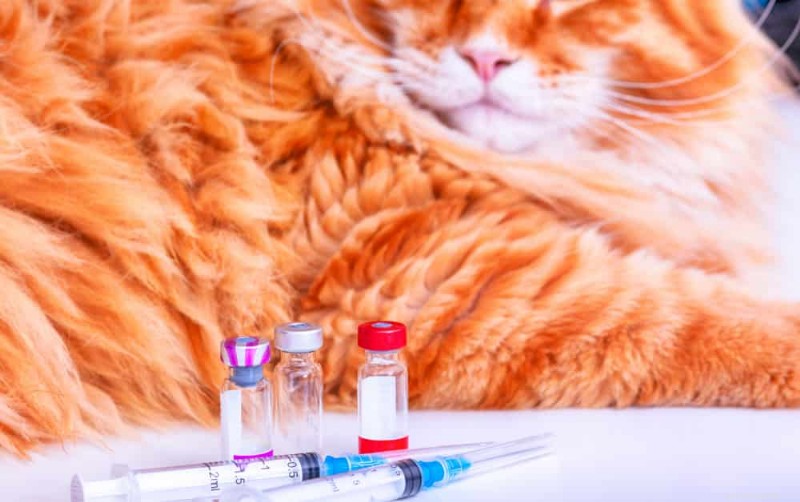 Indoor Cat Vaccination Guide: 8 Essential Shots Every Feline Needs
