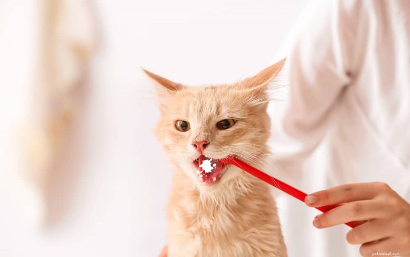 8 Causes of Cat Foaming at the Mouth: What Owners Need to Know