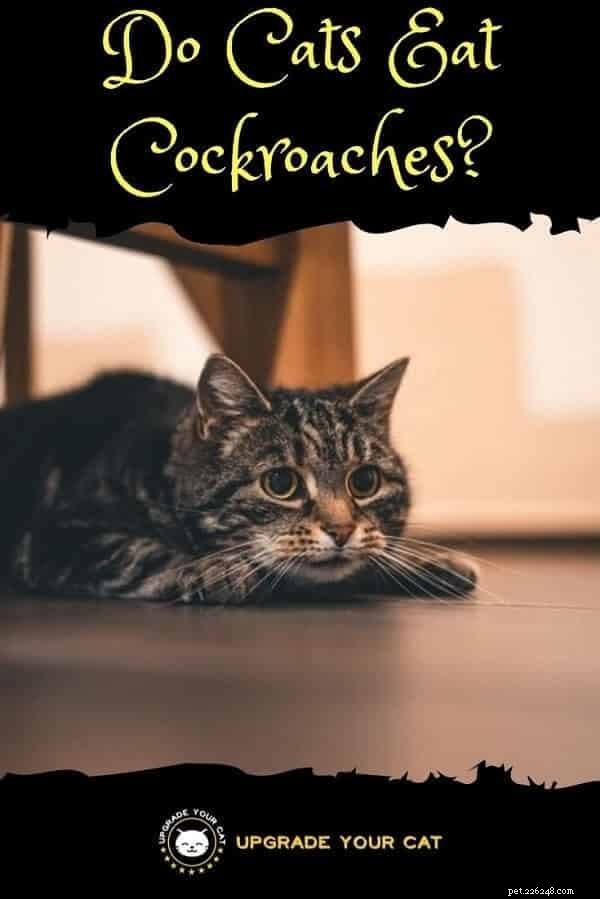 Do Cats Actually Eat Cockroaches? Unveiling the Truth