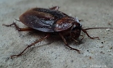 Do Cats Actually Eat Cockroaches? Unveiling the Truth