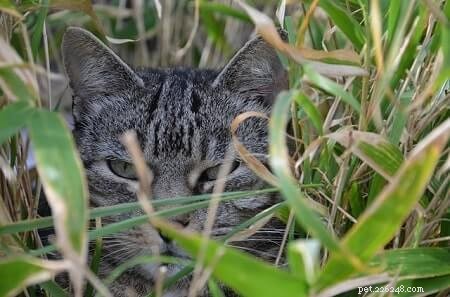 Are Boston Ferns Safe for Cats? Find Out Now.