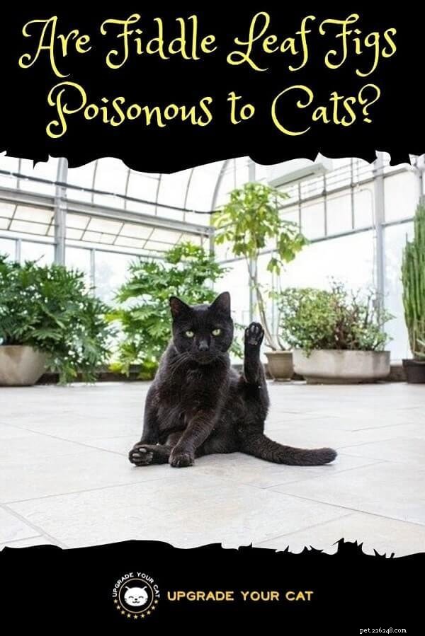 Are Fiddle Leaf Figs Safe for Cats? A Clear Answer