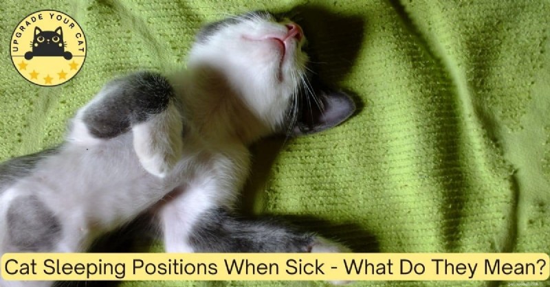 How a Sick Cat s Sleeping Positions Reveal Their Health: A Guide for Owners
