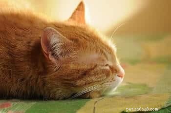 How a Sick Cat s Sleeping Positions Reveal Their Health: A Guide for Owners