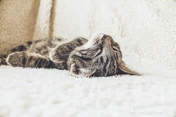 How a Sick Cat s Sleeping Positions Reveal Their Health: A Guide for Owners