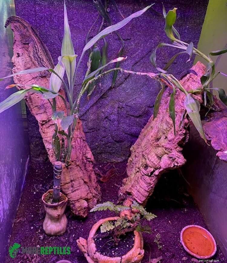 Top 7 Safe and Easy-to-Care Plants for Crested Geckos
