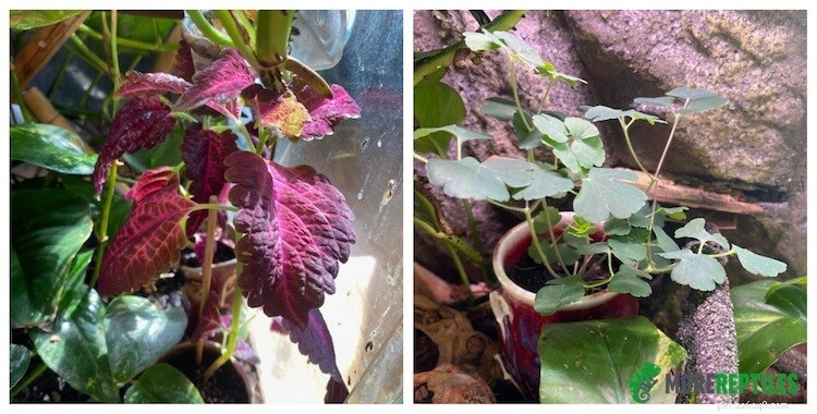 Top 7 Safe and Easy-to-Care Plants for Crested Geckos