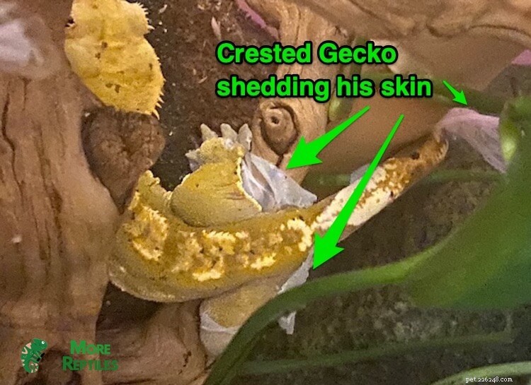 Crested Gecko Shedding Guide: Essential Tips & Care Best Practices