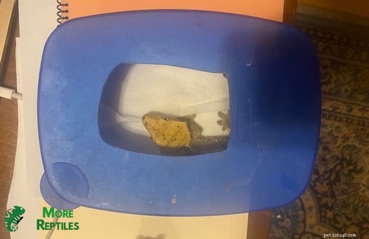 Crested Gecko Shedding Guide: Essential Tips & Care Best Practices