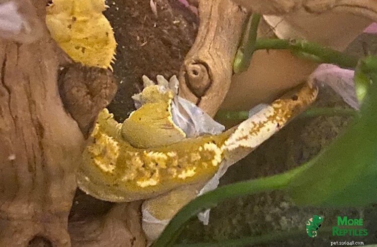 Crested Gecko Shedding Guide: Essential Tips & Care Best Practices