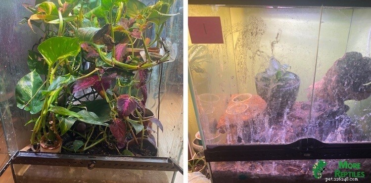 Choosing the Right Substrate for Crested Geckos: Expert Tips & Common Pitfalls