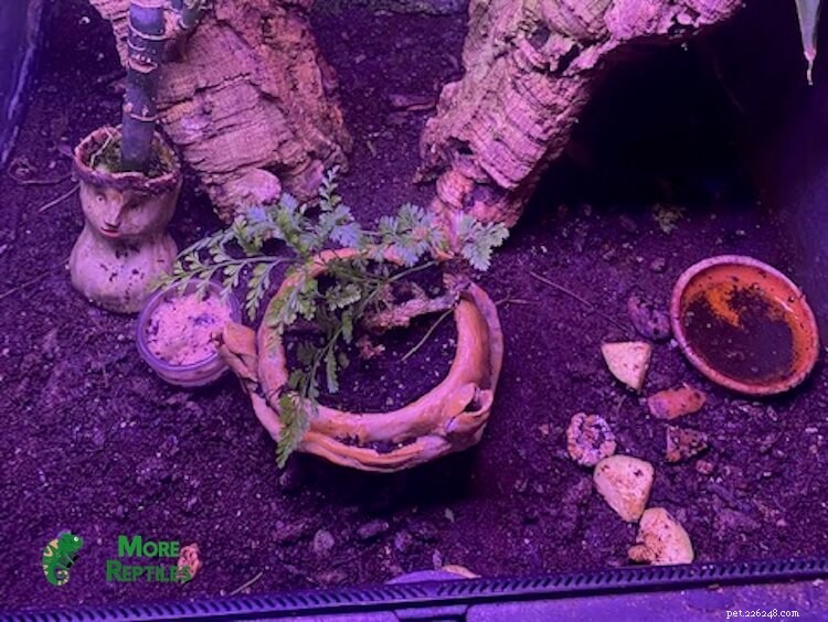 Choosing the Right Substrate for Crested Geckos: Expert Tips & Common Pitfalls