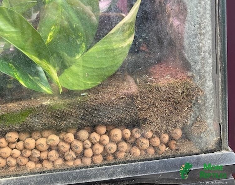 Choosing the Right Substrate for Crested Geckos: Expert Tips & Common Pitfalls