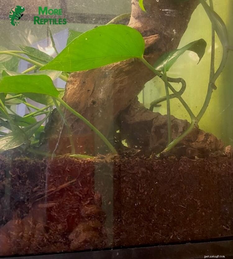 Choosing the Right Substrate for Crested Geckos: Expert Tips & Common Pitfalls