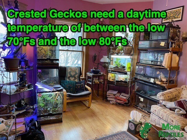 Crested Gecko Temperature & Humidity Guide: Optimal Conditions for Health