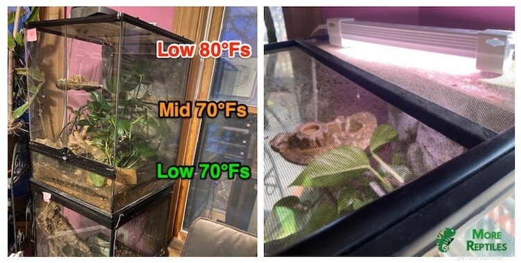 Crested Gecko Temperature & Humidity Guide: Optimal Conditions for Health