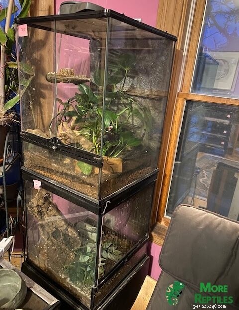 Crested Gecko Temperature & Humidity Guide: Optimal Conditions for Health
