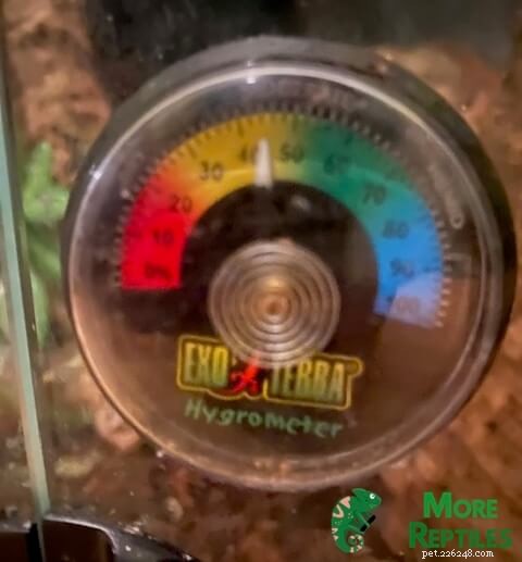 Crested Gecko Temperature & Humidity Guide: Optimal Conditions for Health