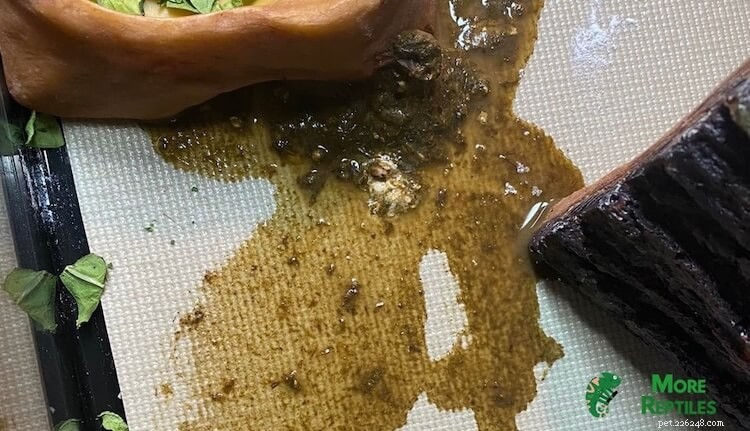 Do Bearded Dragons Really Pee? Understanding Urate vs. Urine