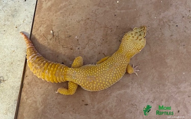 Leopard Gecko Pregnancy Guide: Signs, Care, Eggs & Photos