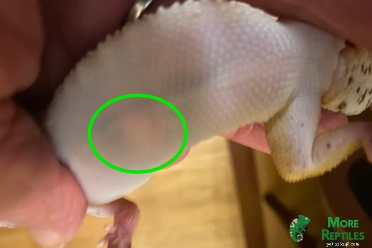 Leopard Gecko Pregnancy Guide: Signs, Care, Eggs & Photos
