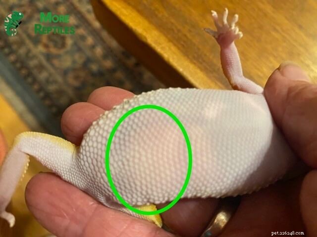 Leopard Gecko Pregnancy Guide: Signs, Care, Eggs & Photos