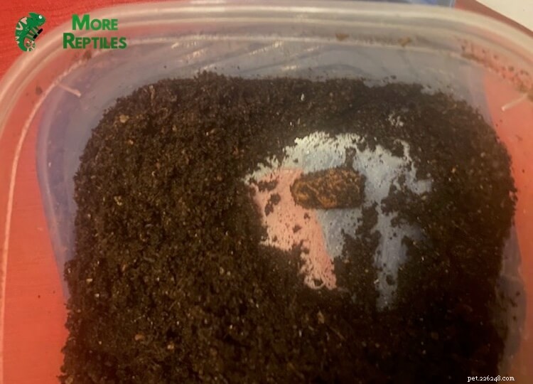 Leopard Gecko Pregnancy Guide: Signs, Care, Eggs & Photos