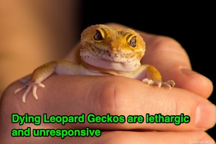 11 Definitive Signs Your Leopard Gecko Is Dying: Care & Timeline Guide