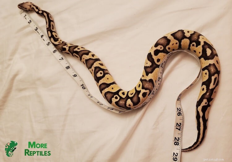 Determine Your Ball Python s Age: 5 Proven Methods