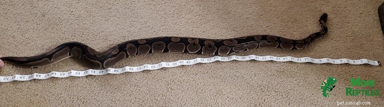 Determine Your Ball Python s Age: 5 Proven Methods
