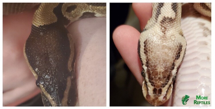 Determine Your Ball Python s Age: 5 Proven Methods