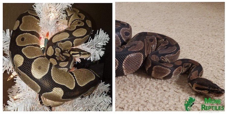 Determine Your Ball Python s Age: 5 Proven Methods