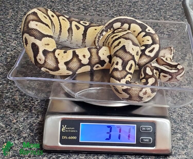 Determine Your Ball Python s Age: 5 Proven Methods