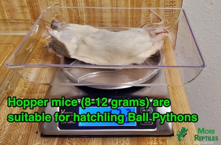 Optimal Mouse Size for Ball Pythons: Safe Feeding Guidelines